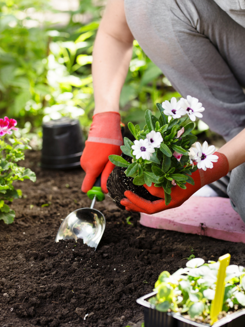 Un jardinier en train de planter des fleurs dans le jardin. 