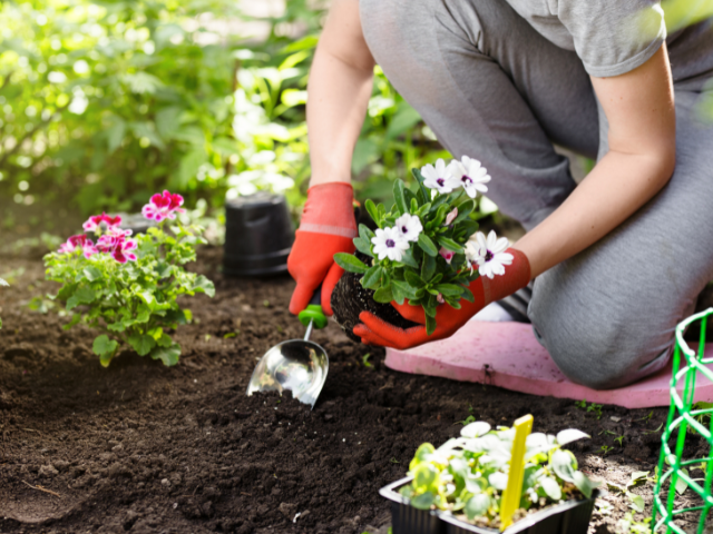 un jardinier plantant des fleurs dans le jardin.